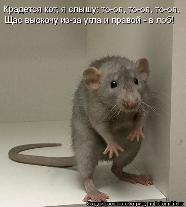 Крадется кот, я слышу: то-оп, то-оп, то-оп, Щас выскочу из-за угла и правой - в лоб!... Котоматрица: Крадется кот, я слышу: то-оп, то-оп, то-оп, Щас выскочу из-за угла и правой - в лоб!