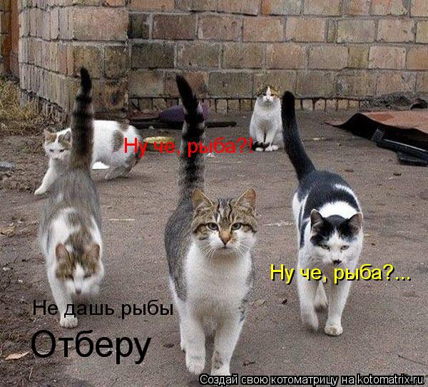 Котоматрица: Ну че, рыба?!  Ну че, рыба?... Не дашь рыбы Отберу