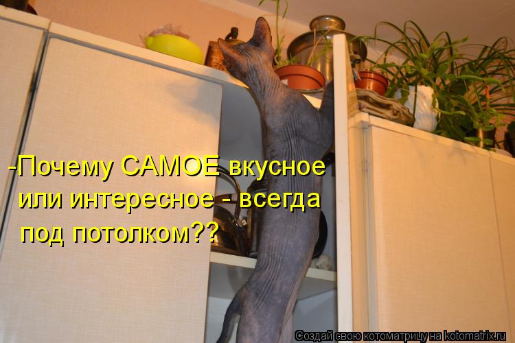 Котоматрица: -Почему САМОЕ вкусное  или интересное - всегда  под потолком??