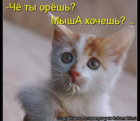 Котоматрица: -Чё ты орёшь? МышА хочешь? ..