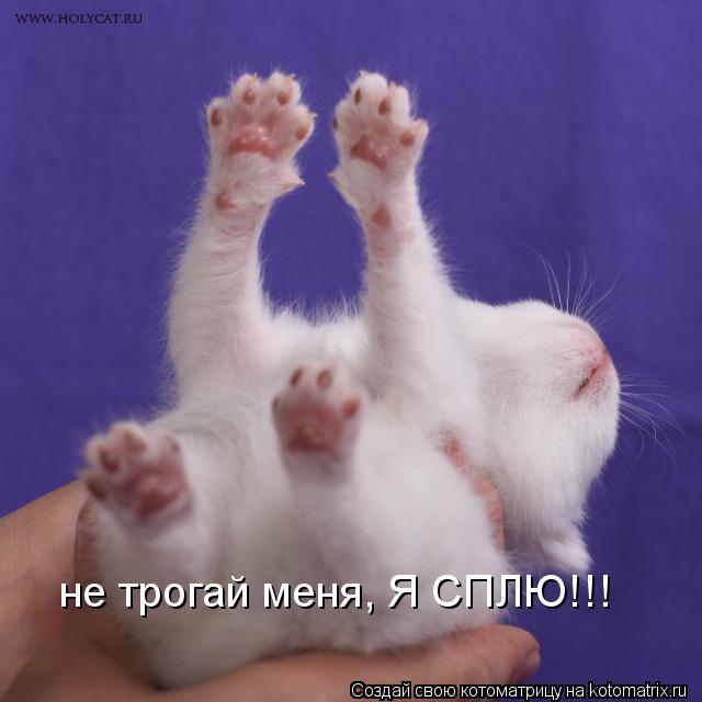 Котоматрица: не трогай меня, Я СПЛЮ!!!