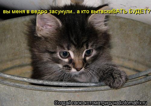 Котоматрица: вы меня в ведро засунули.. а кто вытаскиВАТЬ БУДЕТ?