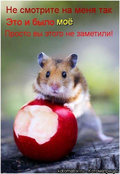 Котоматрица: Не смотрите на меня так моё Просто вы этого не заметили! Это и было