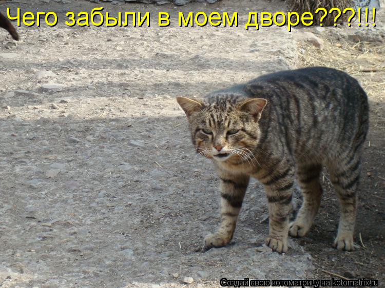Котоматрица: Чего забыли в моем дворе???!!!