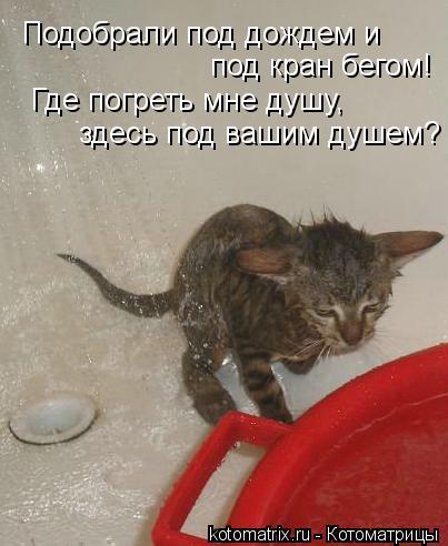 Котоматрица: Подобрали под дождем и  под кран бегом! Где погреть мне душу, здесь под вашим душем?