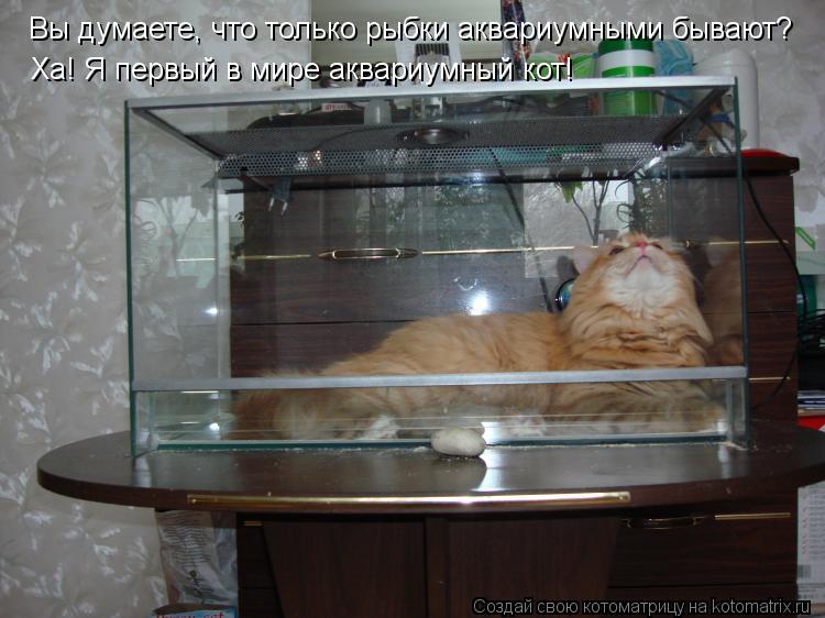 Котоматрица: Вы думаете, что только рыбки аквариумными бывают? Ха! Я первый в мире аквариумный кот!