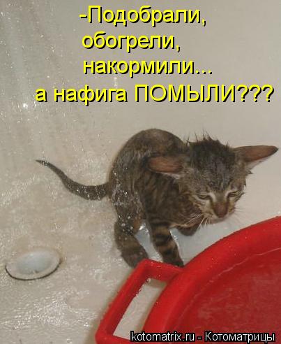 Котоматрица: -Подобрали, обогрели, накормили... а нафига ПОМЫЛИ???