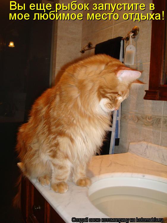Котоматрица: Вы еще рыбок запустите в  мое любимое место отдыха!