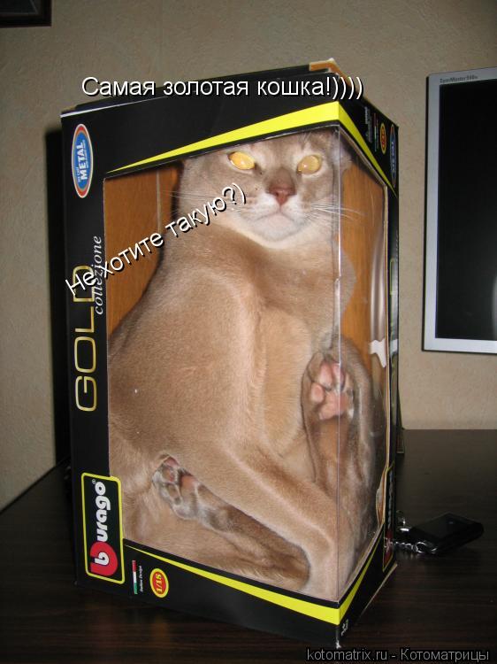 Котоматрица: Самая золотая кошка!)))) Не хотите такую?)