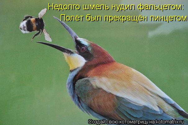 Котоматрица: Недолго шмель нудил фальцетом: Полёт был прекращён пинцетом.