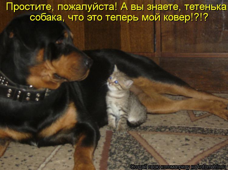 Котоматрица: собака, что это теперь мой ковер!?!? Простите, пожалуйста! А вы знаете, тетенька