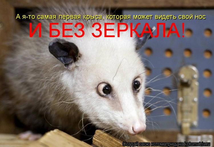Котоматрица: А я-то самая первая крыса, которая может видеть свой нос И БЕЗ ЗЕРКАЛА!
