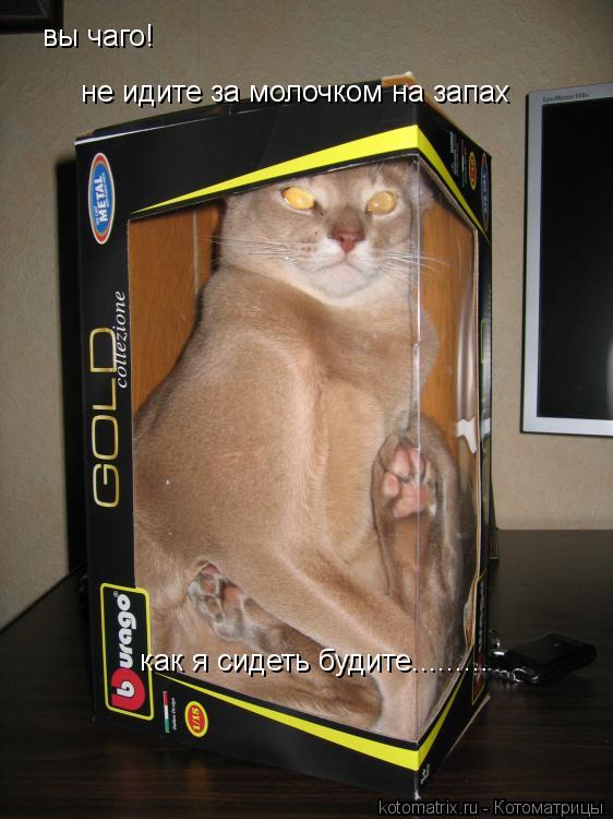 Котоматрица: вы чаго!  не идите за молочком на запах как я сидеть будите.........