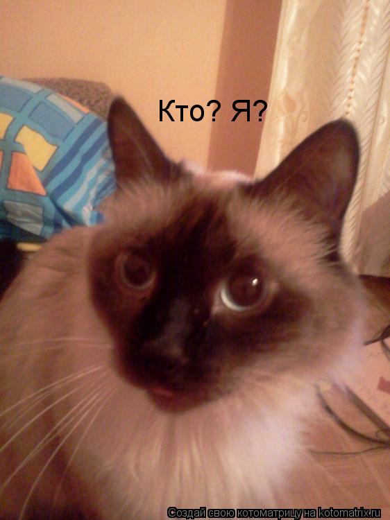 Котоматрица: Кто? Я?