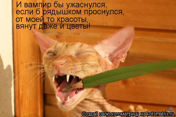 Котоматрица: И вампир бы ужаснулся, если б рядышком проснулся, от моей то красоты, вянут даже и цветы!