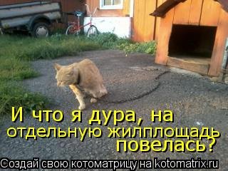 И что я дура, на отдельную жилплощадь повелась?... Котоматрица: И что я дура, на отдельную жилплощадь повелась?