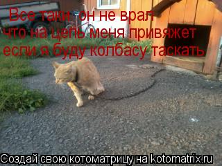 Котоматрица: Все таки  он не врал что на цепь меня привяжет если я буду колбасу таскать
