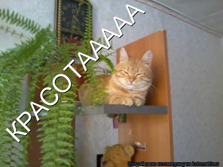 Котоматрица: КРАСОТААААА КРАСОТААААА КРАСОТААААА