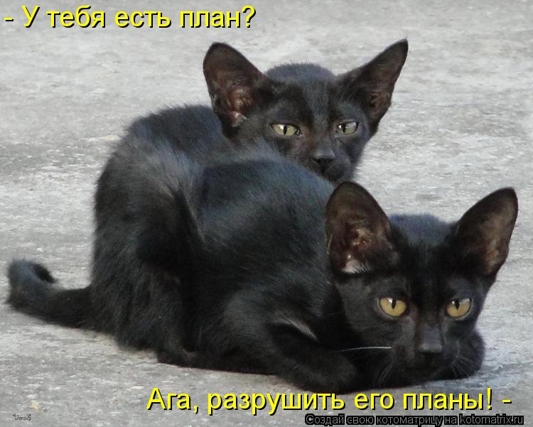 Котоматрица: - У тебя есть план? Ага, разрушить его планы! -