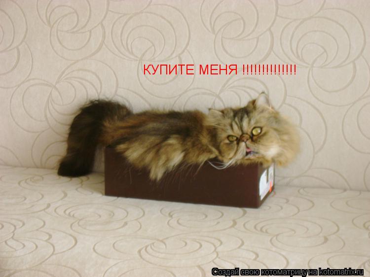 Котоматрица: КУПИТЕ МЕНЯ !!!!!!!!!!!!!!