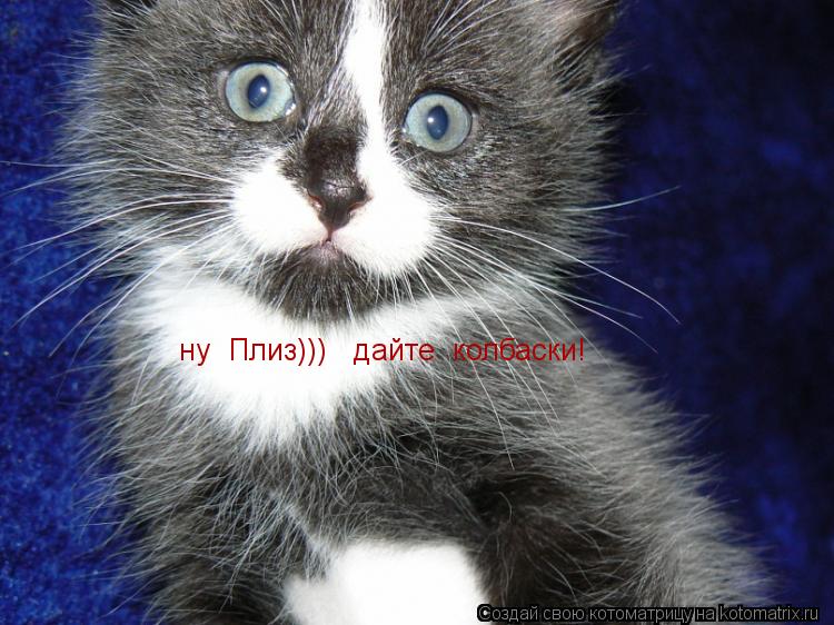 Котоматрица: ну  Плиз)))   дайте  колбаски!
