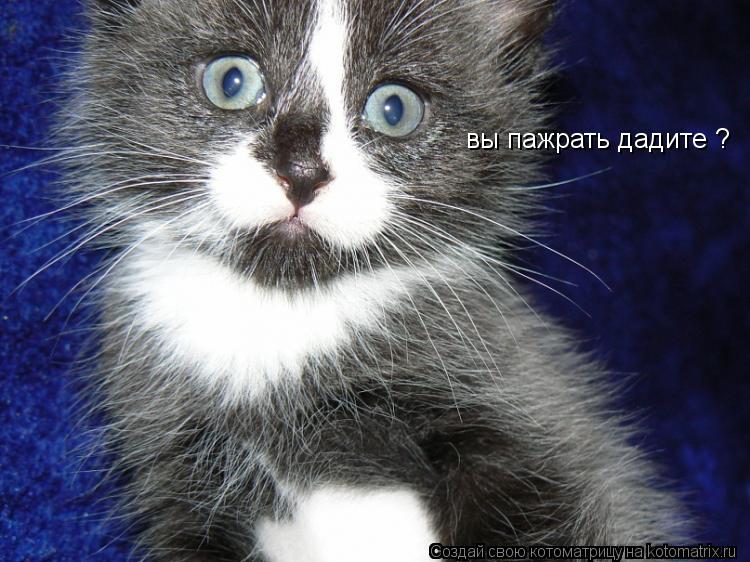 Котоматрица: вы пажрать дадите вы пажрать дадите ?