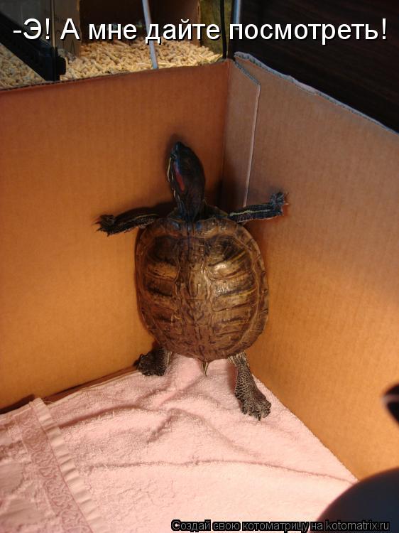 -Э! А мне дайте посмотреть!... Котоматрица: -Э! А мне дайте посмотреть!
