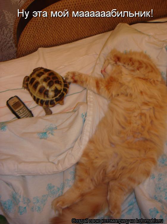 Ну эта мой маааааабильник!... Котоматрица: Ну эта мой маааааабильник!