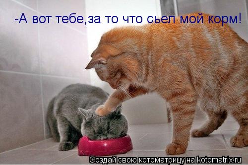 -А вот тебе,за то что сьел мой корм!... Котоматрица: -А вот тебе,за то что сьел мой корм!