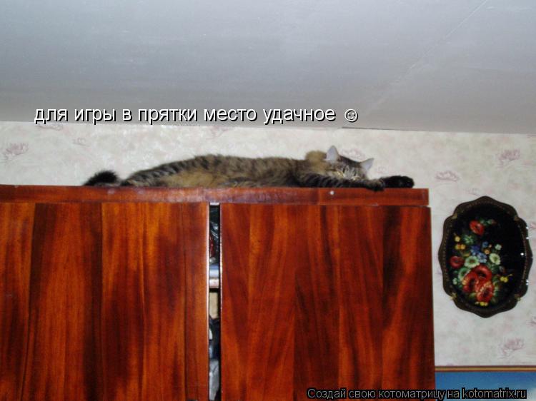 для игры в прятки место удачное ☺... Котоматрица: для игры в прятки место удачное ☺
