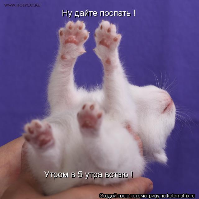Ну дайте поспать ! Утром в 5 утра встаю !... Котоматрица: Ну дайте поспать ! Утром в 5 утра встаю !