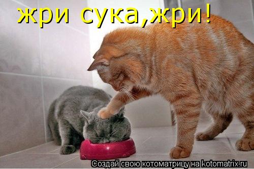 Котоматрица: жри сука,жри!