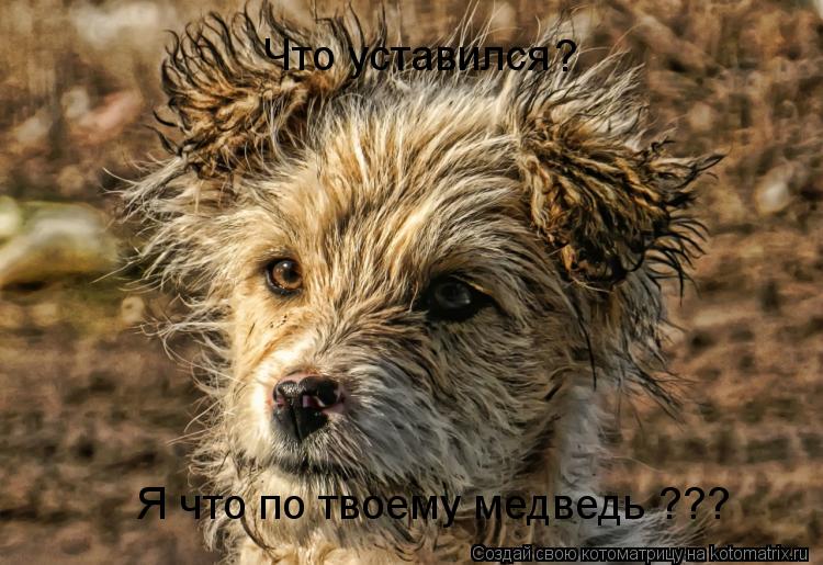 Что уставился ? Я что по твоему медведь ???... Котоматрица: Что уставился ? Я что по твоему медведь ???