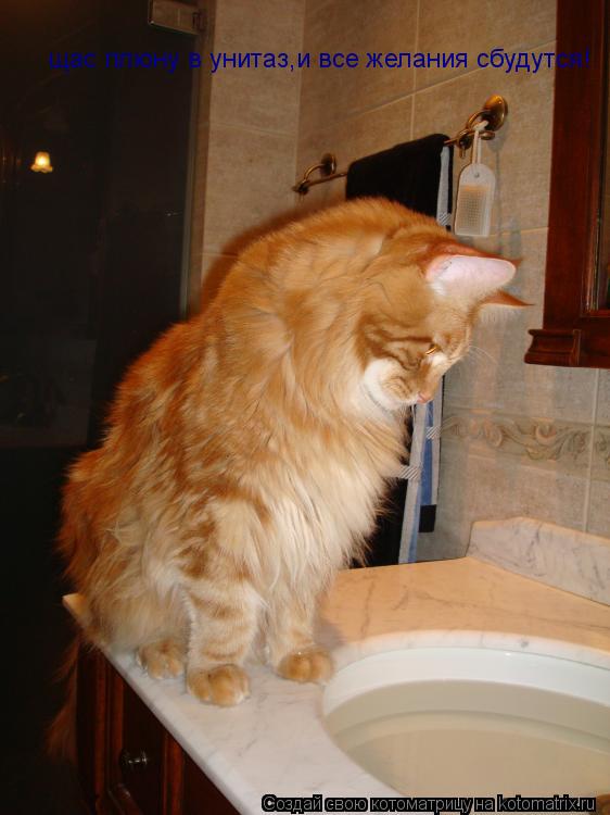 щас плюну в унитаз,и все желания сбудутся!... Котоматрица: щас плюну в унитаз,и все желания сбудутся!