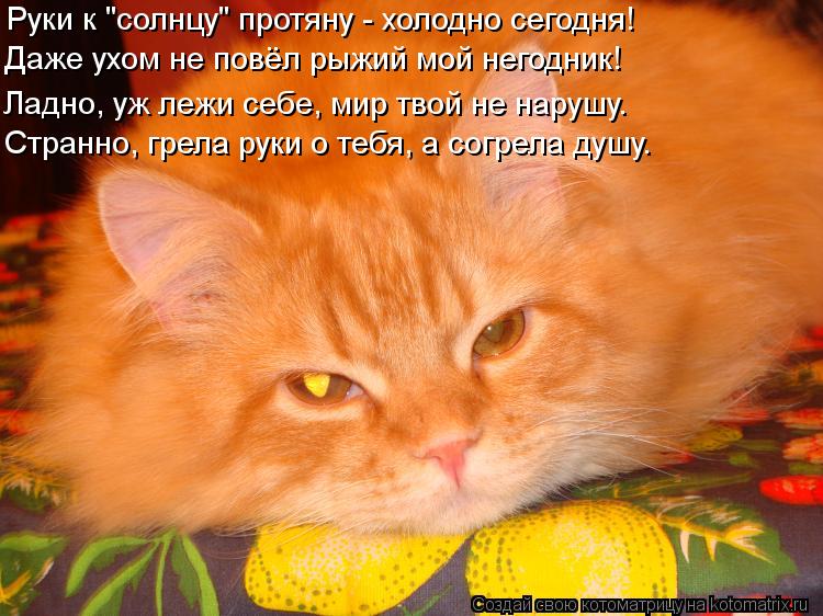 Руки к "солнцу" протяну - холодно сегодня! Ладно, уж лежи себе, мир твой не нарушу. Странно, грела ру... Котоматрица: Руки к "солнцу" протяну - холодно сегодня! Ладно, уж лежи себе, мир твой не нарушу. Странно, грела руки о тебя, а согрела душу. Даже ухом не повё
