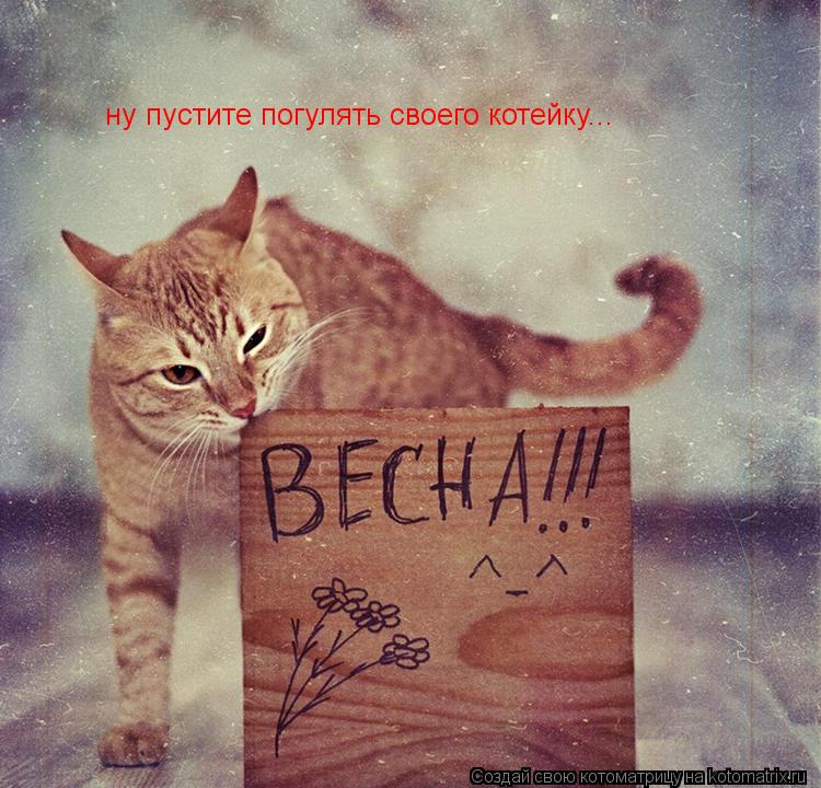 ну пустите погулять своего котейку...... Котоматрица: ну пустите погулять своего котейку...