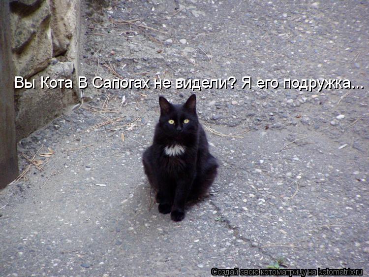 Вы Кота В Сапогах не видели? Я его подружка...... Котоматрица: Вы Кота В Сапогах не видели? Я его подружка...