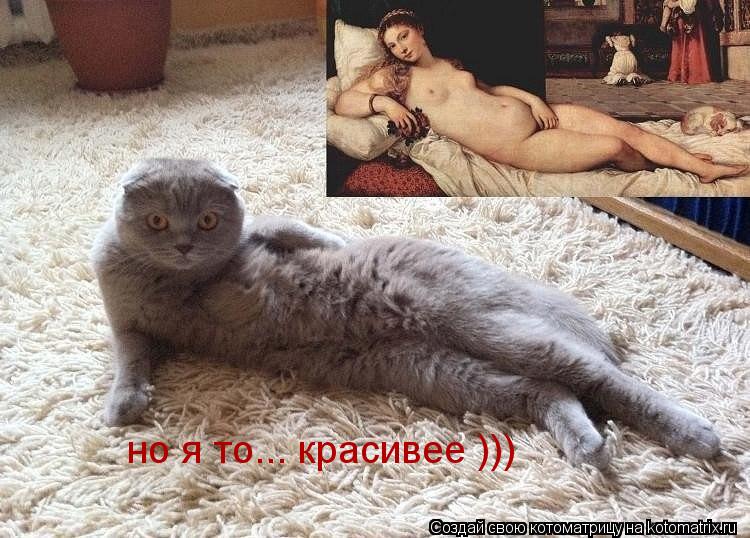 Котоматрица: но я то... красивее )))