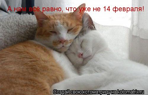А нам всё равно, что уже не 14 февраля!... Котоматрица: А нам всё равно, что уже не 14 февраля!