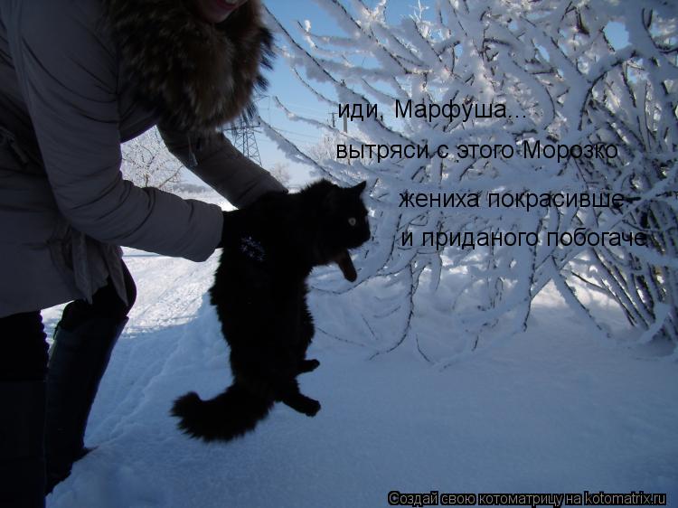 Котоматрица: иди, Марфуша... вытряси с этого Морозко жениха покрасивше и приданого побогаче