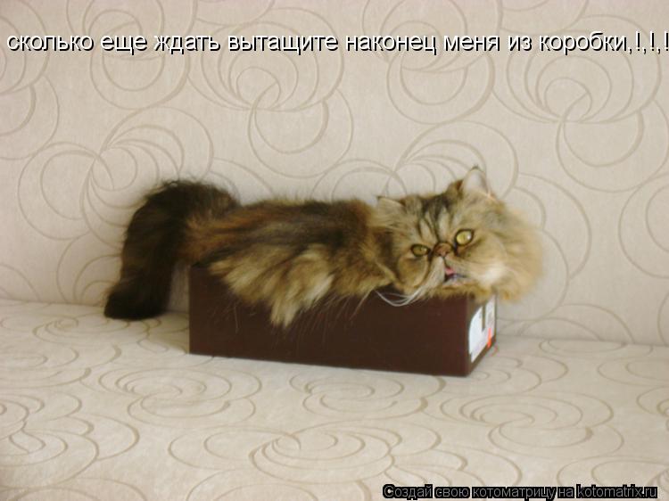 сколько еще ждать вытащите наконец меня из коробки,!,!,!... Котоматрица: сколько еще ждать вытащите наконец меня из коробки,!,!,!