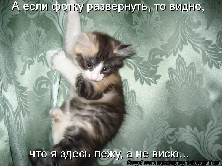 А если фотку развернуть, то видно, что я здесь лежу, а не висю...... Котоматрица: А если фотку развернуть, то видно, что я здесь лежу, а не висю...