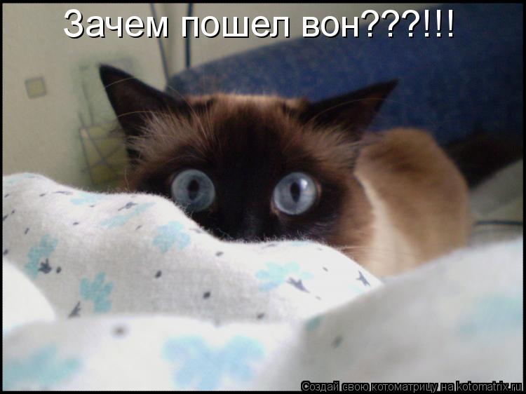 Зачем пошел вон???!!!... Котоматрица: Зачем пошел вон???!!!