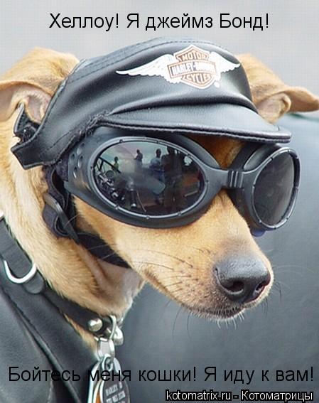 Хеллоу! Я джеймз Бонд! Бойтесь меня кошки! Я иду к вам!... Котоматрица: Хеллоу! Я джеймз Бонд! Бойтесь меня кошки! Я иду к вам!