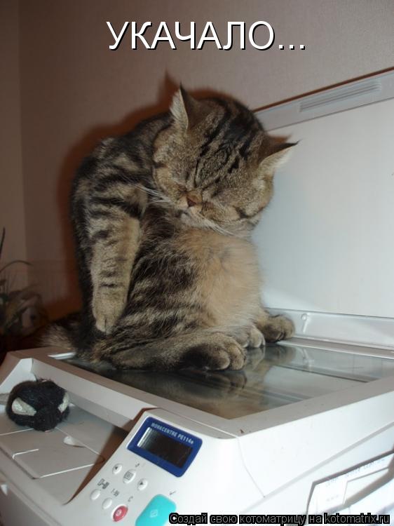 УКАЧАЛО...... Котоматрица: УКАЧАЛО...