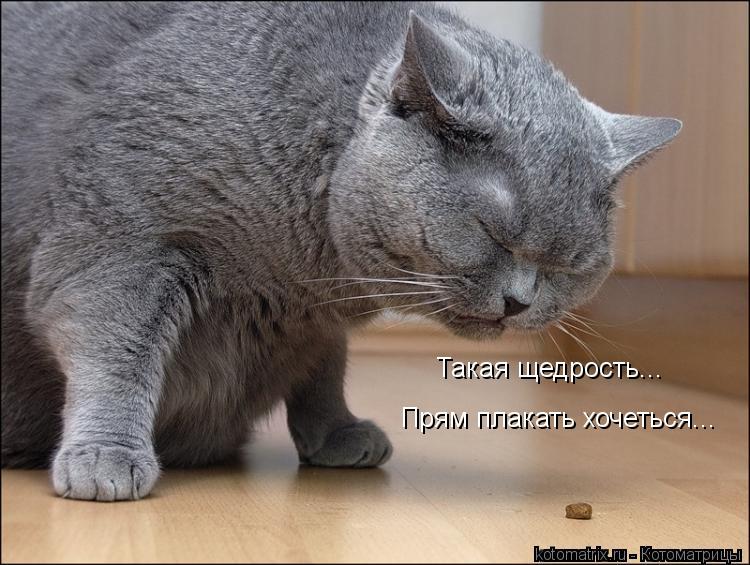Такая щедрость... Прям плакать хочеться...... Котоматрица: Такая щедрость... Прям плакать хочеться...