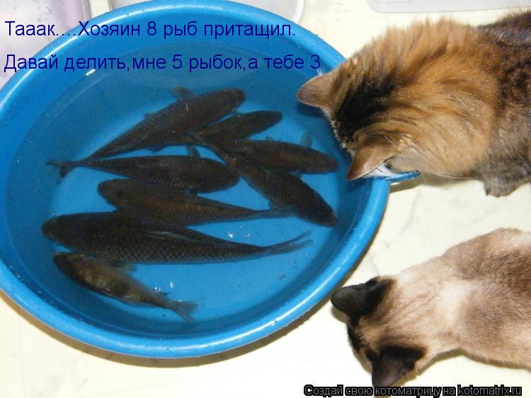 Тааак....Хозяин 8 рыб притащил. Давай делить,мне 5 рыбок,а тебе 3... Котоматрица: Тааак....Хозяин 8 рыб притащил. Давай делить,мне 5 рыбок,а тебе 3