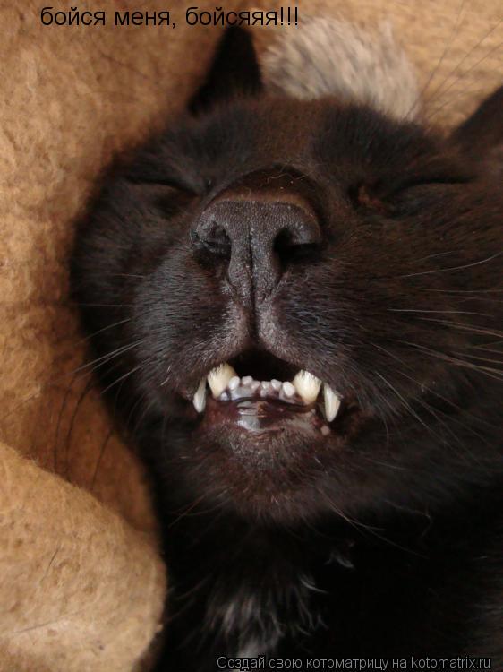 бойся меня, бойсяяя!!!... Котоматрица: бойся меня, бойсяяя!!!