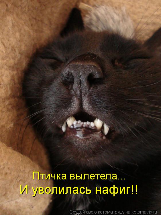 Птичка вылетела... И уволилась нафиг!!... Котоматрица: Птичка вылетела... И уволилась нафиг!!