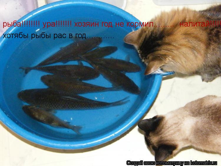 рыба!!!!!!!! ура!!!!!!! хозяин год не кормил......... налитай!!!!!!!!! хотябы рыбы рас в год........... Котоматрица: рыба!!!!!!!! ура!!!!!!! хозяин год не кормил......... налитай!!!!!!!!! хотябы рыбы рас в год............